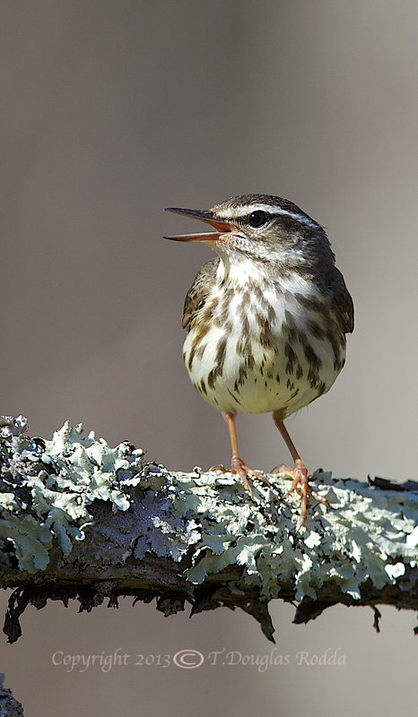 LOUISIANA WATERTHRUSH